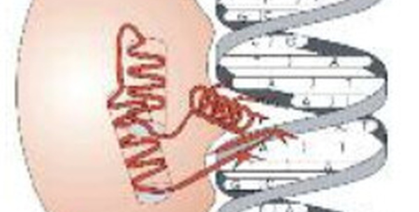 Les Ressources Originelles par le Dr Bernard Rosa